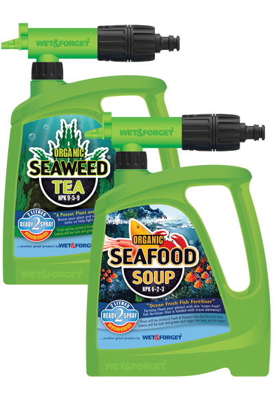 Seaweed Tea and Seafood Soup (Organic)